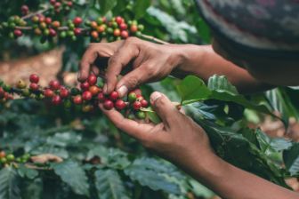 person harvesting coffee from tree