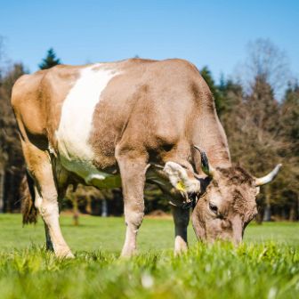 stories-wintermilch-sommermlich-kuh-text-image