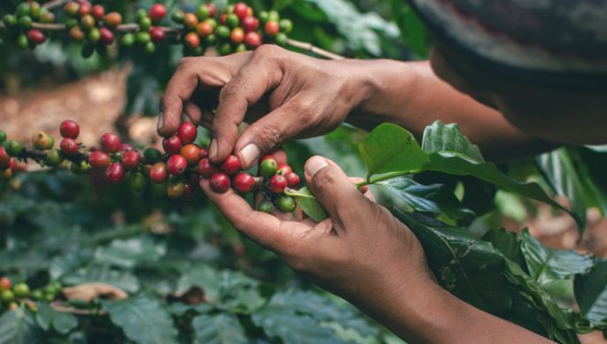 person harvesting coffee from tree