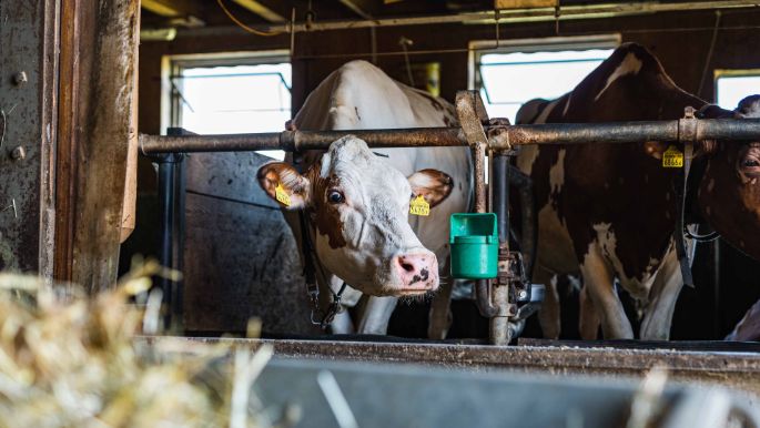 Burghof_Gander_Wölflinswil_Kuh