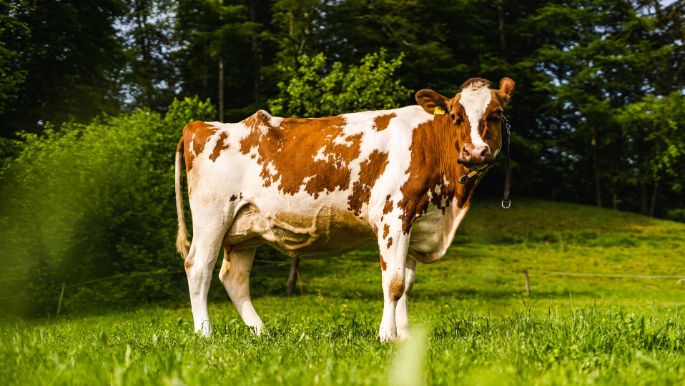 Ballmoosscheuer_Aebi_Heimiswil_Kuh 2