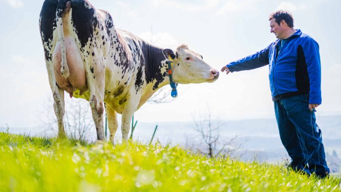 Buehlen_Zimmermann_Kleinwangen_Kuh_2