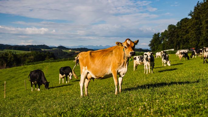 Vorder Leggiswil_Affolter_Wynigen_Kuh