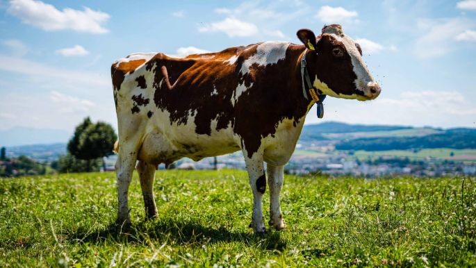 Sunneschy_Sterbel_Anglikon_Kuh