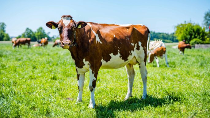 Hof_Urben_Urben_Inkwil_Kuh