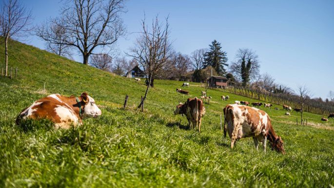 Wermatswiler Haldenhof_Meili_Wermatswil_Kuh