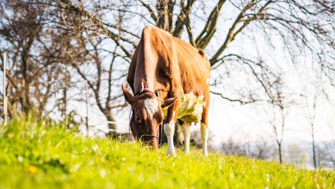 Fluhhof_Bachofen_Maur_Kuh