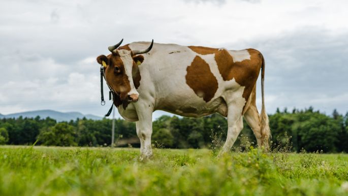 Jäggihof_Jäggi_Fulenbach_Kuh