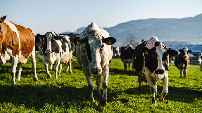 Badhof_Stofer_Wilihof_Kuh-2