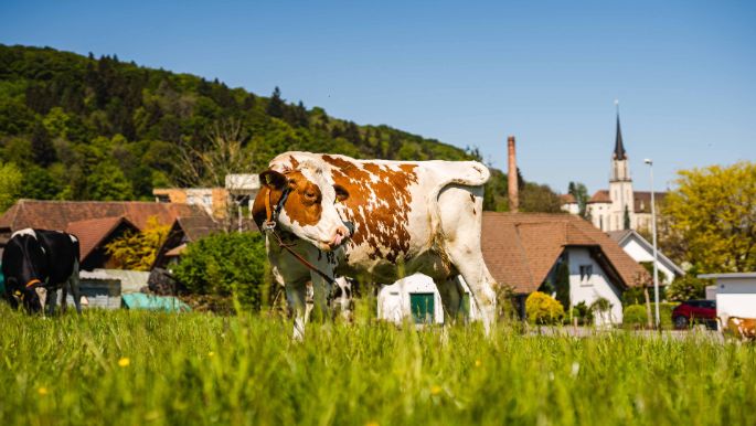 Hof Leuppi_Leuppi_Villmergen_Kuh