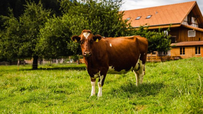 biogomerk_Schüpbach_Hasle b B_Kuh