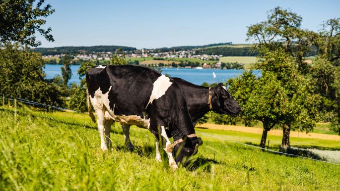 Bumehof_Baumann_Beinwil am See_Kuh