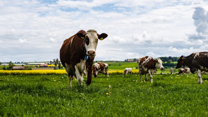 Langeten_Kopp_Dotzigen_Kuh-2