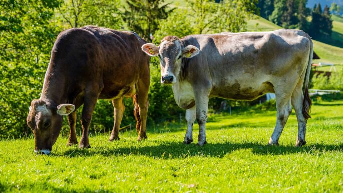 Fuchshaupt_Lustenberger_Escholzmatt_Kuh