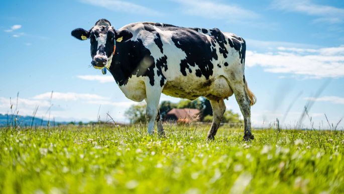 Eichhof_Krebs-Jenni_Bühl_b._Aarberg_Kuh