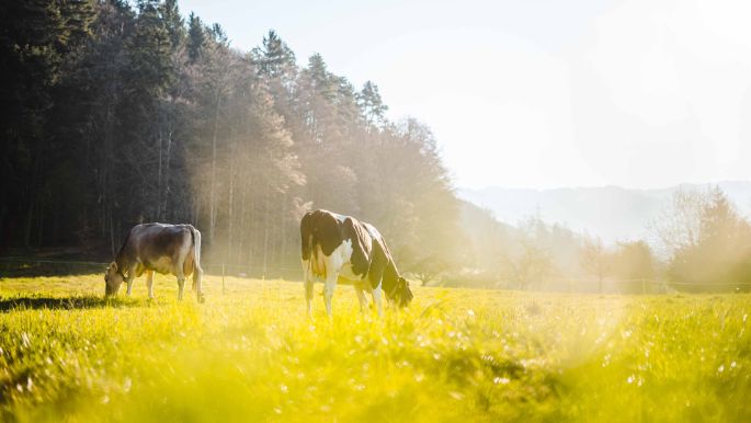 Spinnerei_Lindenmann_Uznach_Kuh2
