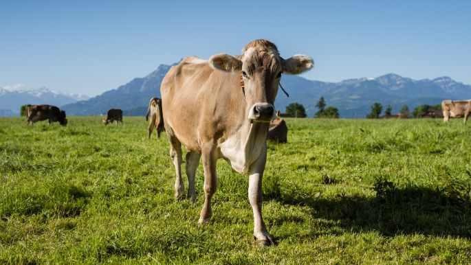 Obmoos_Barmettler_Rothenburg_Kuh