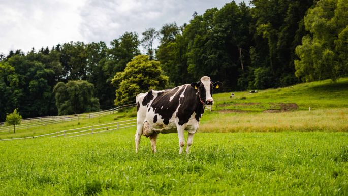 Hof Zollinger_Zollinger_Urdorf_Kuh2