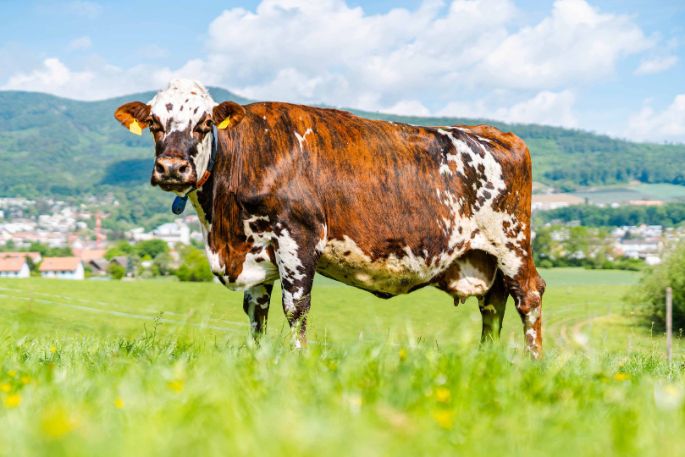 Lernort-Bauernhof_Pfefferli_Wangen_bei_Olten_Kuh