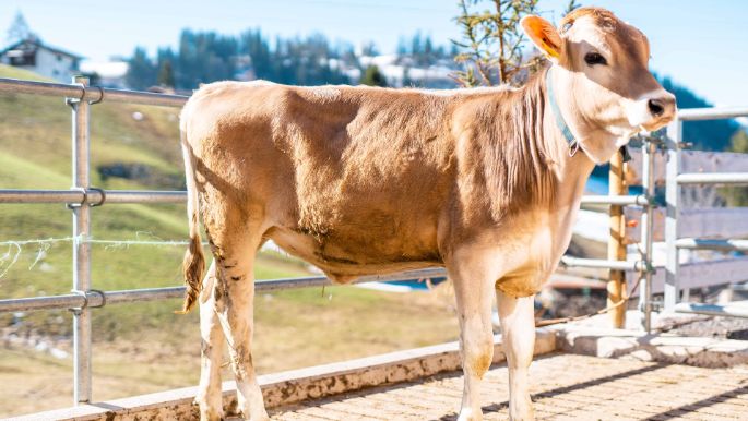 Thoma_Sell_Thoma_Amden_Kuh