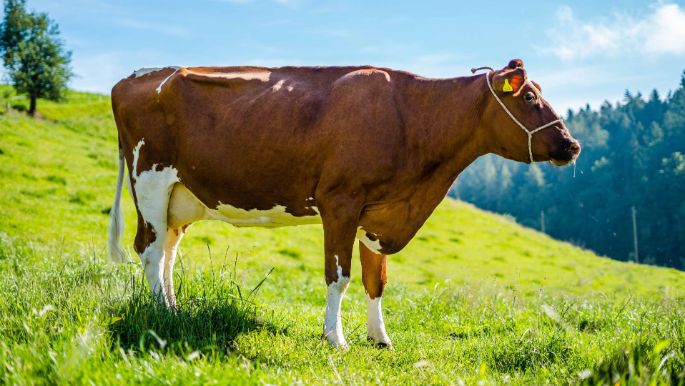 Hämmenhof_Kohler_Walterswil_Kuh