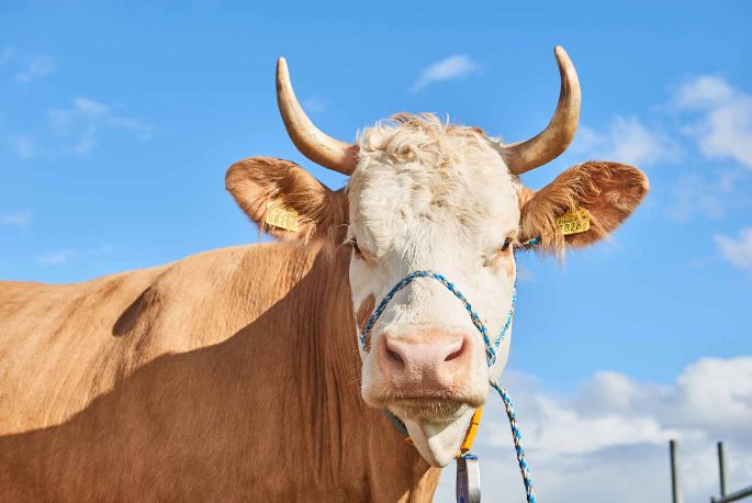 Hof Keller, Fritz Keller Jun. , Niederweningen_Kuh_Portrait