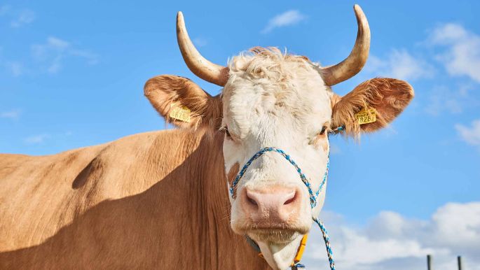 Hof Keller, Fritz Keller Jun. , Niederweningen_Kuh_Portrait