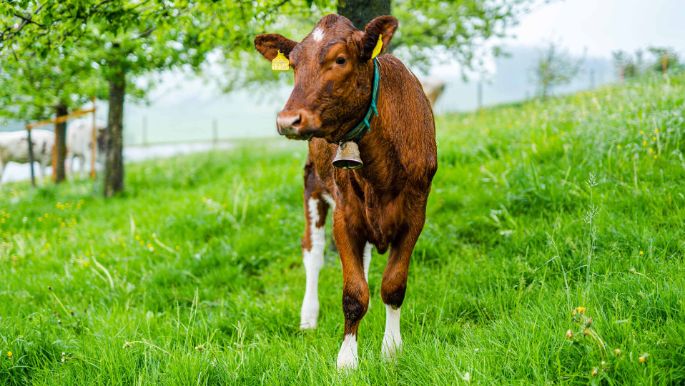 Thülen_Heimberg_Walterswil_BE_Kuh