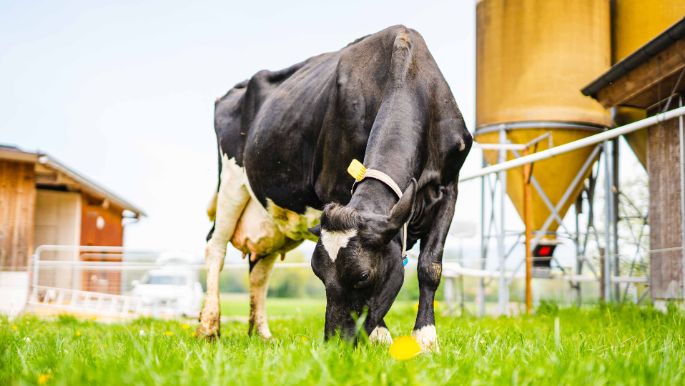 BZG_Fischer_Waldvogel_Fischer_Merenschwand_Kuh