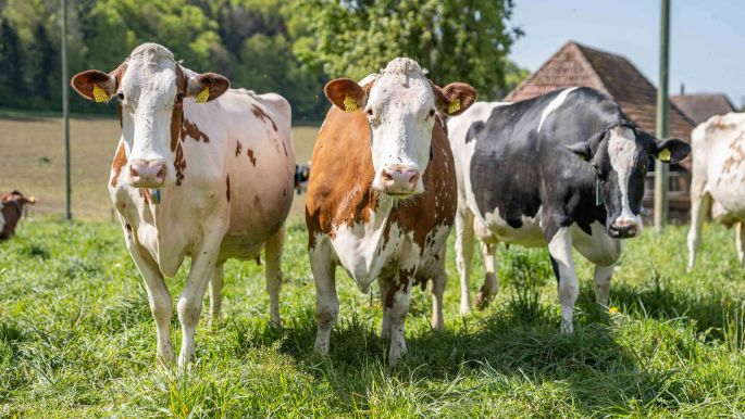 Hof Spych_Decrausaz_Oschwand_Kuh2