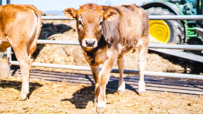 Linthmatt_Schmid_Bilten_Kuh