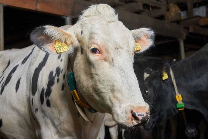 Feldhof, Simon Frauchiger, Oftringen_Kuh_Portrait