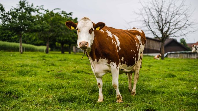 Hof Egli_Egli-Deflorin_Steinmaur_Kuh