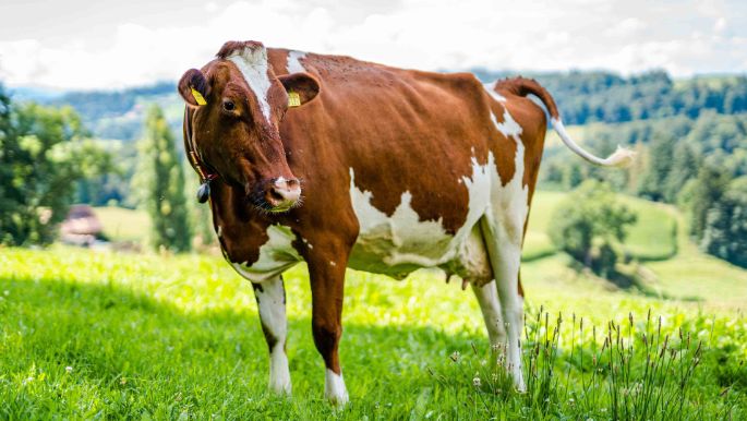 Rieselehof_Dummermuth_Thörishaus_Kuh