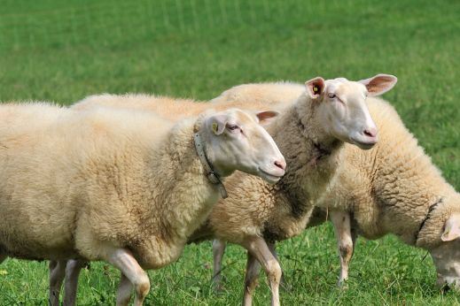 stories-schafsmilch-schafe-text-image