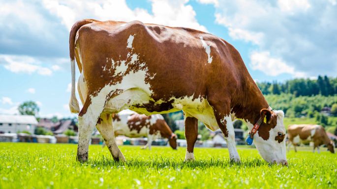 Nutzihof_Götschmann_Strengelbach_Kuh