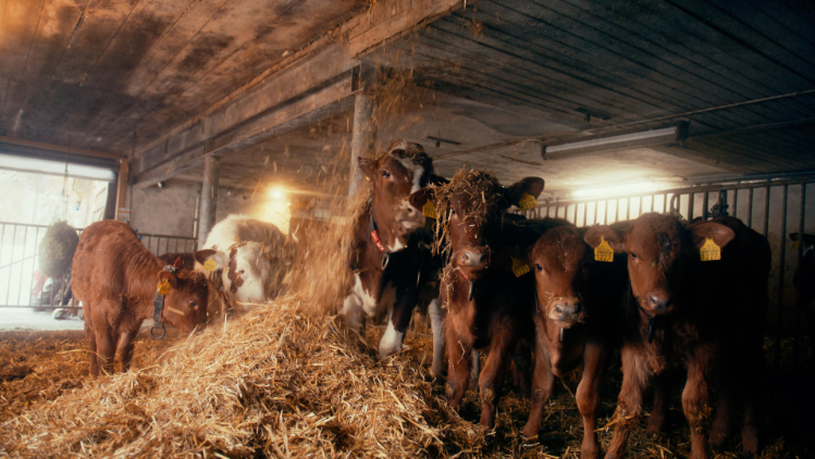 stories-bauernbotschafter-schmid-familie-stage-image