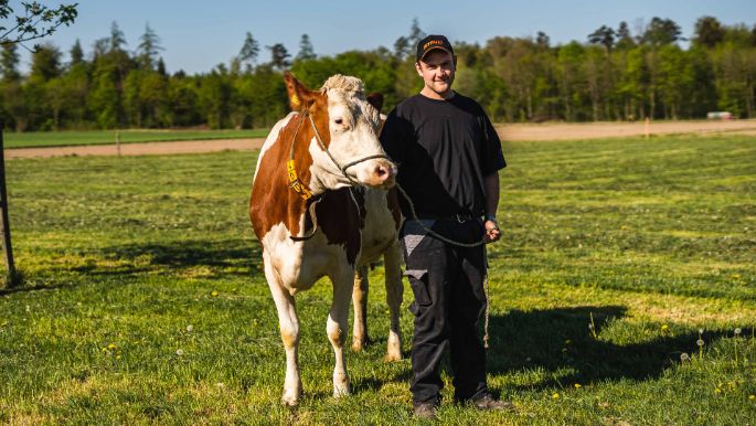 Wytihof_Furter_Staufen_Kuh