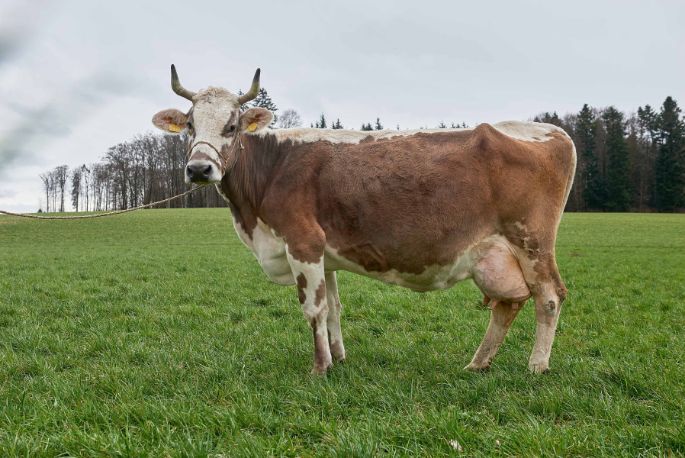 Springs Bio Farm, Andreas Spring, Limpach_Kuh_Ganzkörper_3