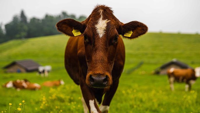 Biohof Weyer_Streit_Oberbalm_Kuh1