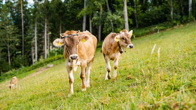 Honig_Blum_Roggliswil_Kuh