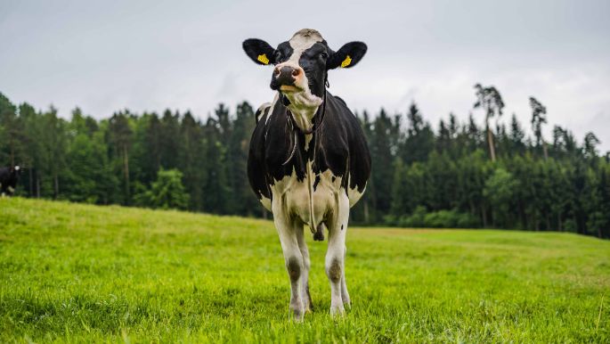 Wiegenhof_Stefani_Döttingen_Kuh