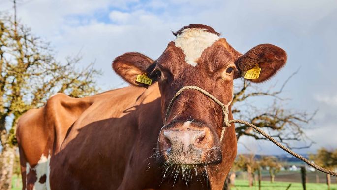 Egghof, Willi Lienhard, Steinmaur_Kuh_Portrait