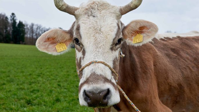 Springs Bio Farm, Andreas Spring, Limpach_Kuh_Portrait