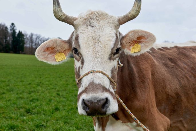 Springs Bio Farm, Andreas Spring, Limpach_Kuh_Portrait