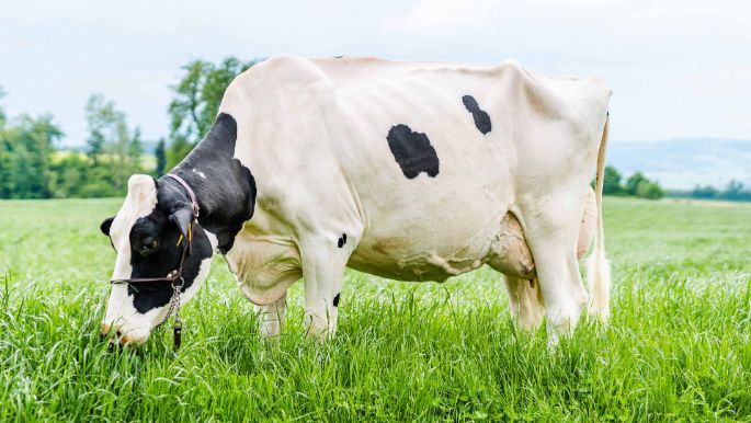 Gallee_Koch-Frey_Sempach_Kuh