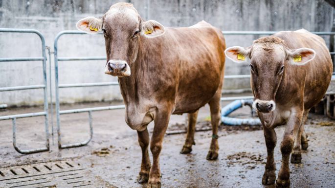 Wilhof_Elmiger-Bucher_Hohenrain_Kuh