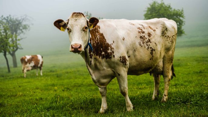 Hof Löffel_Löffel_Bergdietikon_Kuh