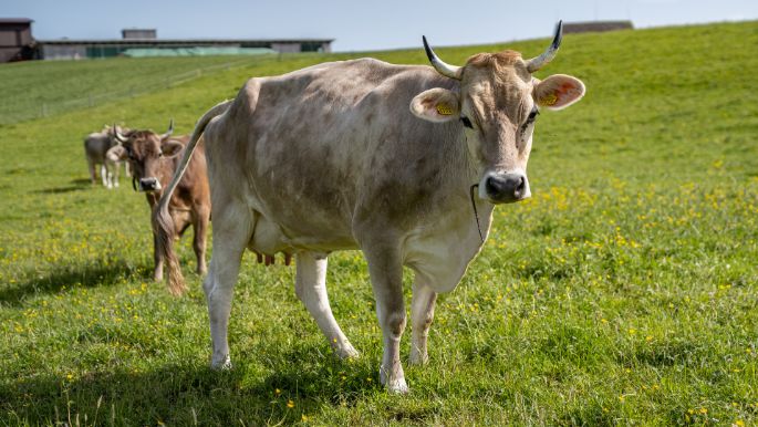 Nord_Mueller_Stein_Kuh