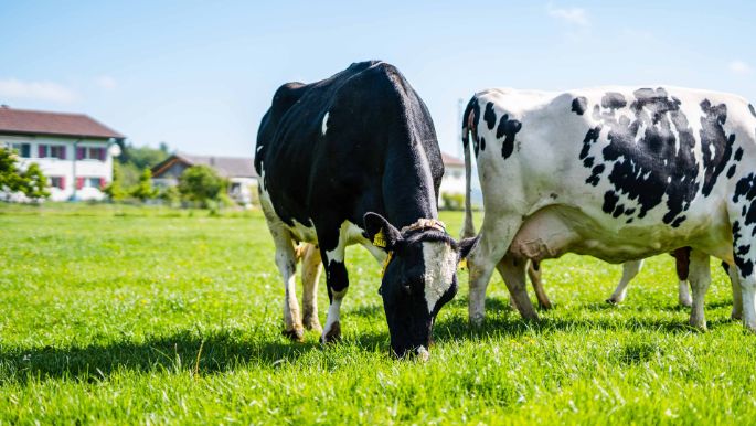 Niedereichi_Nydegger_Länzerhäusern_Kuh
